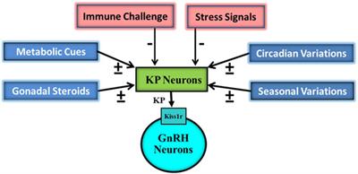 Metabolic Impact on the Hypothalamic Kisspeptin-Kiss1r Signaling Pathway